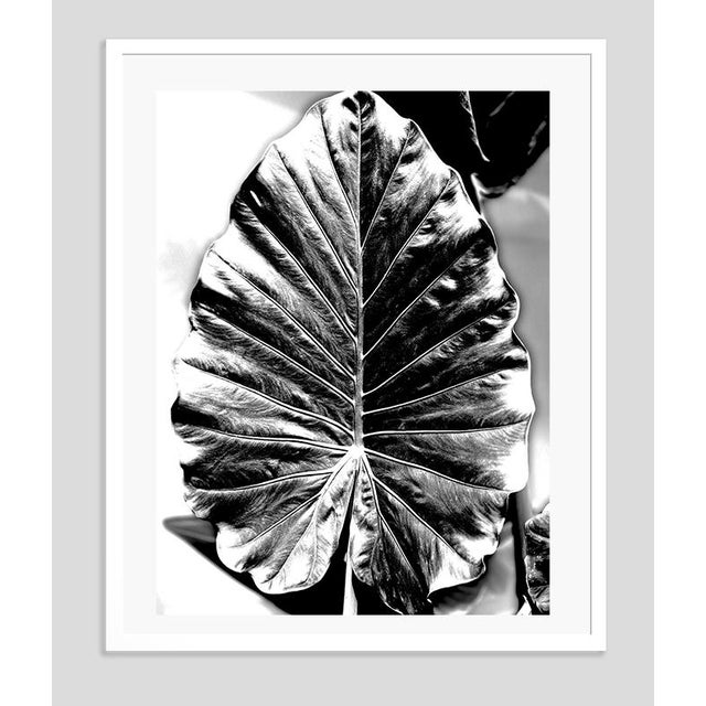 Modern Black Leaf v by Stuart Möller Framed For Sale - Image 3 of 3