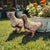 Metal Mid-Century Cast Iron Garden Dove Sculptures, Matched Pair For Sale - Image 7 of 18