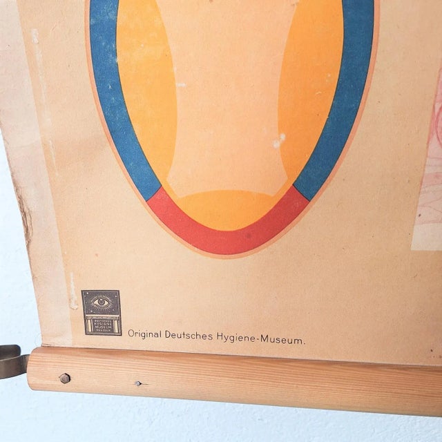 Mid-Century Modern Vintage Teaching Board Tongue & Nose, 1950s For Sale - Image 3 of 6