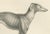 Greyhound and English Mastiff in Detail, 1836, Lithograph For Sale - Image 3 of 11