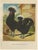 Dutch Black White-Crested Chicken, 19th Century, Paper For Sale - Image 10 of 10