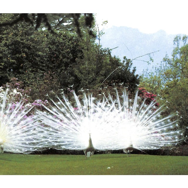 White "Gardens of the Italian Villas" 1987 Agnelli, Marella For Sale - Image 8 of 12