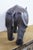 Animal Skin Vintage Tooled Leather African Rhinoceros Foot Stool Ottoman Sculpture 35" For Sale - Image 7 of 18