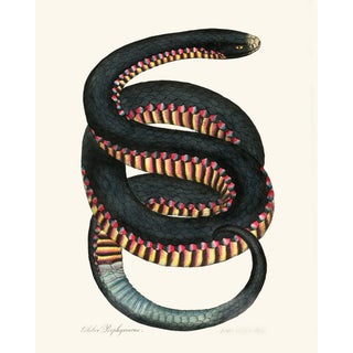 Vintage Rainbow Snake Giclée For Sale