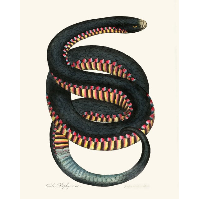 Vintage Rainbow Snake Giclée For Sale