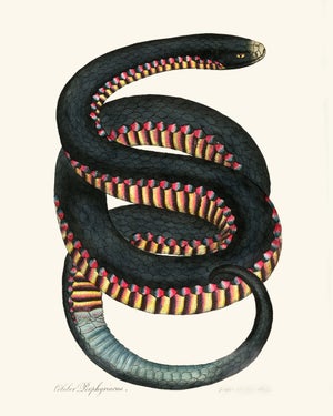 Vintage Rainbow Snake Giclée
