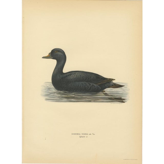 Antique Scandinavian Bird Lithographs – Velvet Scoter Ducks, Svenska Fåglar 1929 This refined set of three Scandinavian...