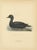 Antique Scandinavian Bird Lithographs – Velvet Scoter Ducks, Svenska Fåglar 1929 This refined set of three Scandinavian...