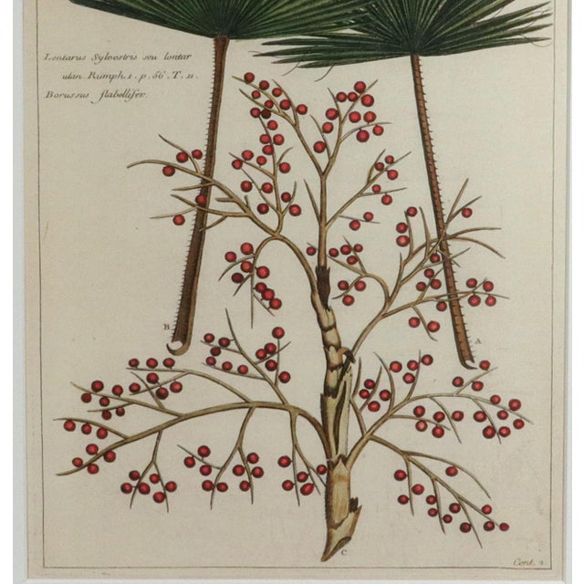 Hand-Colored Engraving of the Palmyra Palm Georg Eberhard Rumphius, Herbarium Amboinense, edited by Johannes Burman...