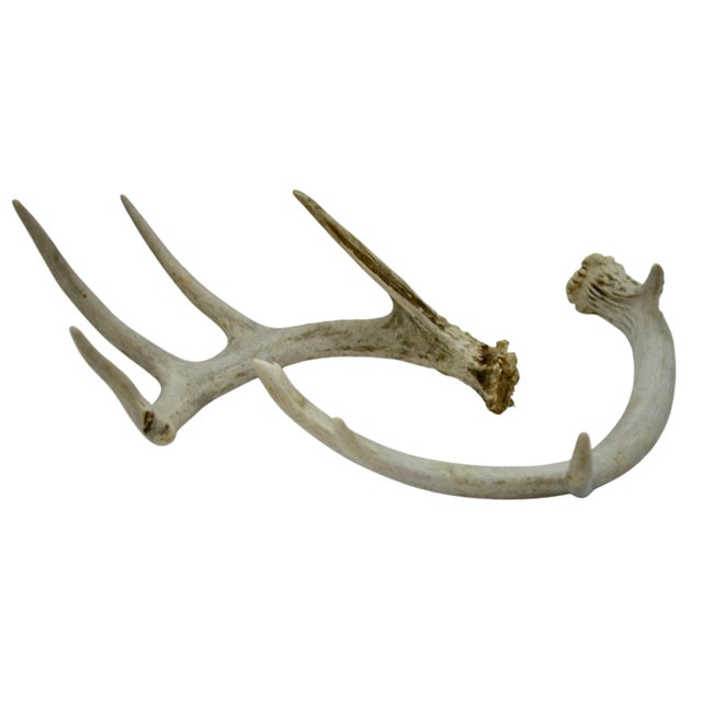 Pair of naturally shed 9 inch deer antlers are colored a cream and tan. Great addition to upscale rustic ski lodge cabin...