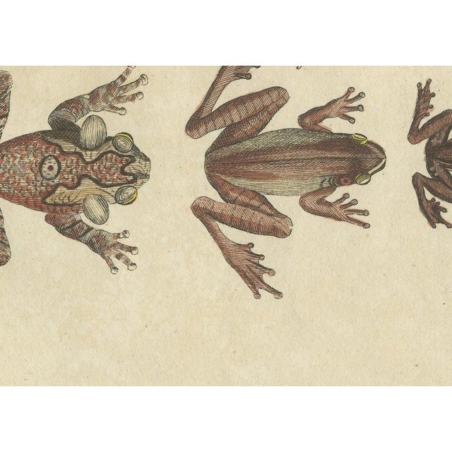 19th Century Bertuch, Five Tree Frogs, 1815, Print For Sale - Image 5 of 12