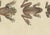 19th Century Bertuch, Five Tree Frogs, 1815, Print For Sale - Image 5 of 12