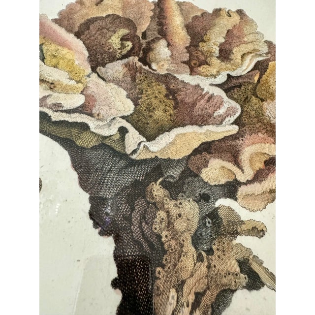 Coral Specimen Framed Print For Sale - Image 4 of 4