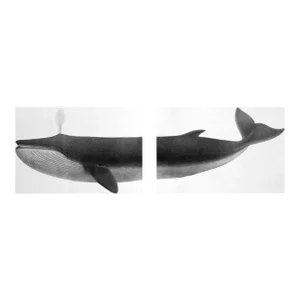 Vintage 'Beddard' Whale Set of 2 Prints