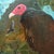 2020s “Dead Skunk” Turkey Vulture Painting by LWren Walraven For Sale - Image 5 of 15