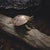 Wood Turtle and Squirrel by Susan McDonnell | Oil on Panel Woodland Animal Painting For Sale - Image 7 of 12