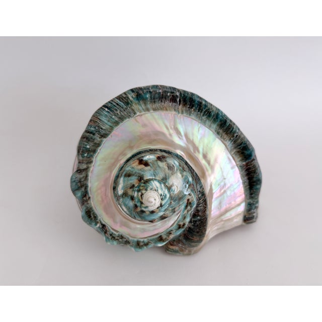 This is a specimen polished Turbo Marmoratus shell banded to expose the pearlescent or mother of pearl layer. Rarely found...