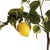 Made to look 100% realistic you, d swear this Lemon Tree Dropin was potted this morning. Great for coastal setting or...