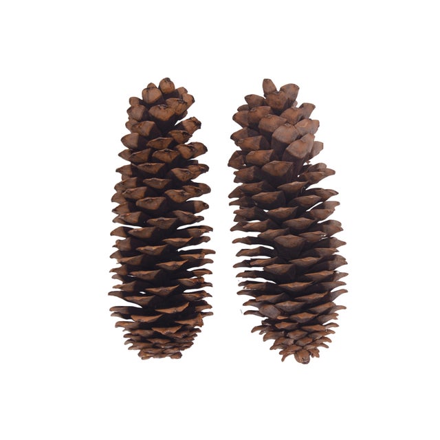 Set of two oversized 13 to 14 inch highly textured natural pinecones for a rustic woodsy vintage organic accent. Harvested...