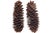 Set of two oversized 13 to 14 inch highly textured natural pinecones for a rustic woodsy vintage organic accent. Harvested...