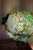 Beautiful 1970s Hollywood Regency Hand Blown Murano Glass Textured Translucent Blue, Green and Yellow Flowers Lampshade With Original Base For Sale - Image 12 of 12