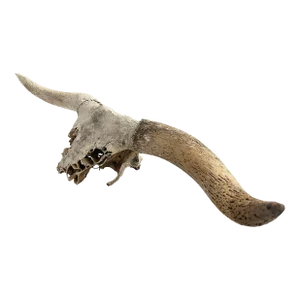 Early 1900s Longhorn Horns Bull Horns Primitive Steer Skull Southwest D√©cor