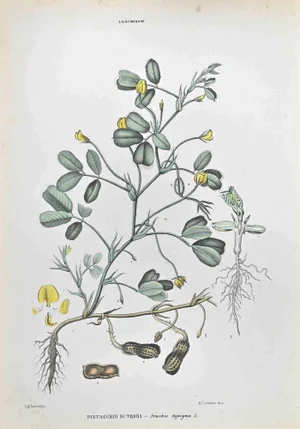 Vincenzo Tenore, Ground Pistachio, Lithograph, 1870s