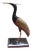 Crane Heron in Marble Mosaic, 1950s For Sale