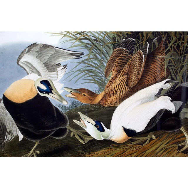 Brown Audubon Eider Duck Plate #246 Havell Oppenheimer Edition For Sale - Image 8 of 12