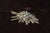 1990s Edelweiss Flower Brooch, 1990s For Sale - Image 5 of 7