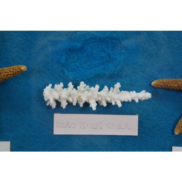 Blue Late 20th Century Nautical Ocean Seashell Coral Fish Theme Shadowbox Display Fossil Specimens 25" For Sale - Image 8 of 11