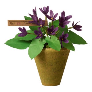 The Green Vase Mini Violet Plant For Sale