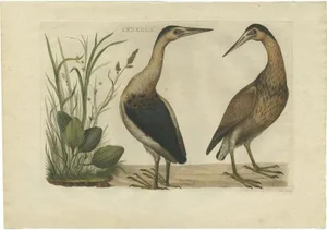 Sepp & Nozeman, Bird Illustration of Herons, 1770, Print