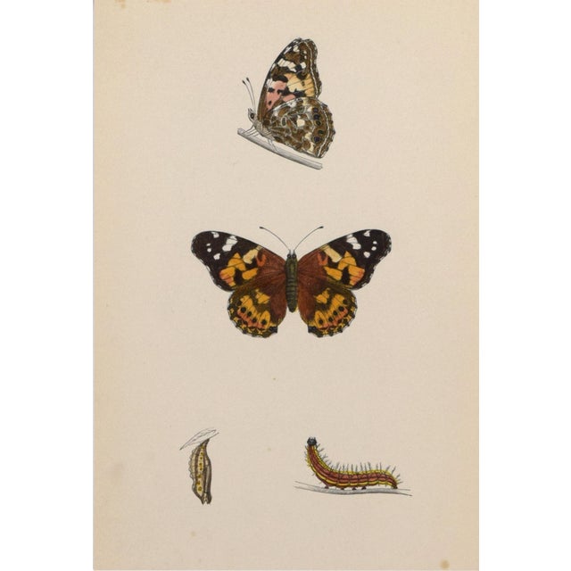 19th Century Antique Morris Butterfly Print Hand Colored Lithograph 1853 For Sale - Image 4 of 4