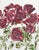 Wonderful watercolor floral study of deep red roses by California artist Deborah Eddy (American, b. 1943). Signed lower...