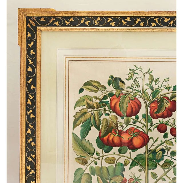 Farmhouse Basilius Besler "Pomaamoris Fructu Rubro" Botanical Print For Sale - Image 3 of 7