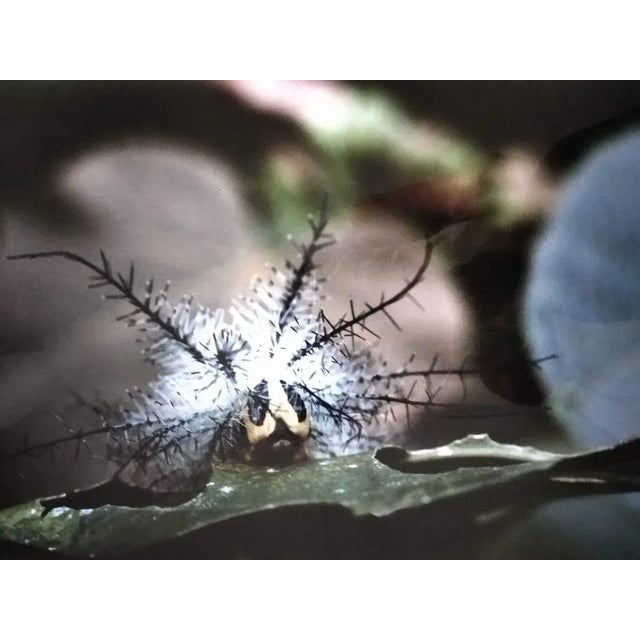 Contemporary A.H., Nature Image, 1990, Photographic Print For Sale - Image 3 of 3