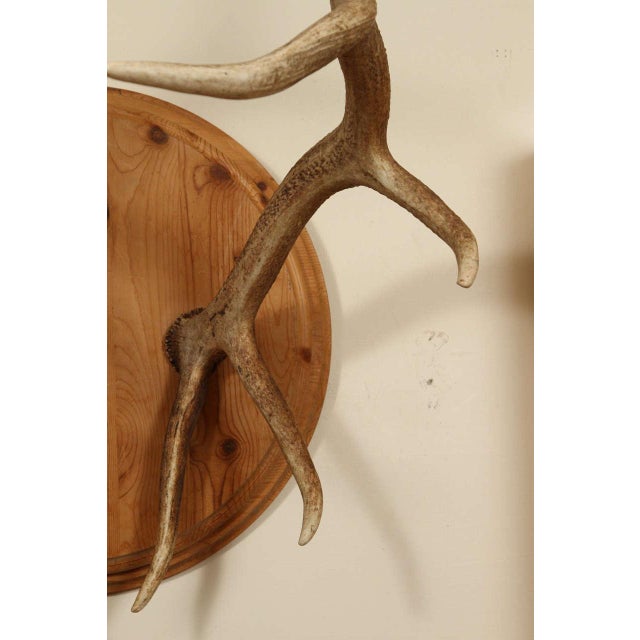 Pair of Elk Antlers Mounted on Pine For Sale - Image 4 of 9