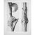 1935 Karl Blossfeldt Two-Sided Photogravure N62-61 For Sale - Image 9 of 10