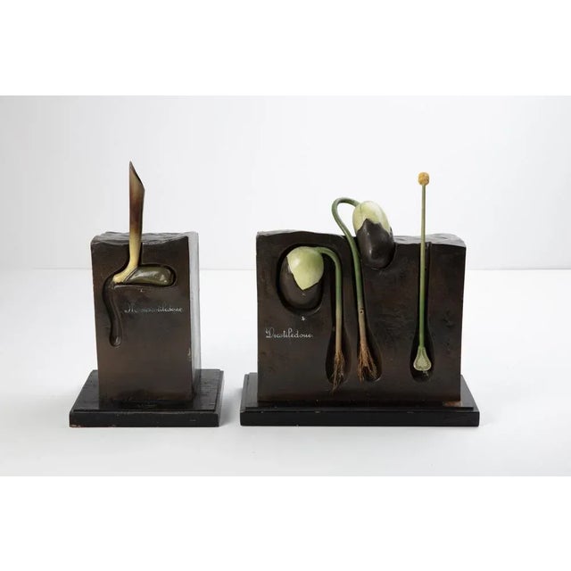 Brown Botanical Didactic Models, 1930s, Set of 2 For Sale - Image 8 of 8