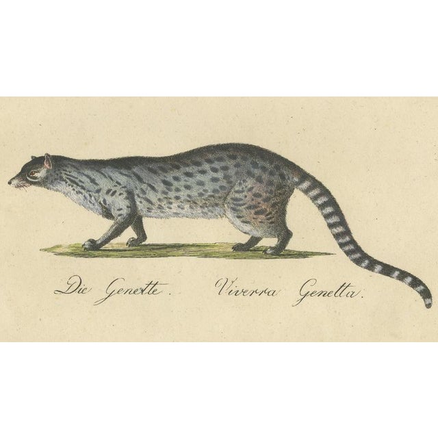 Brodtmann, Egyptian Mongoose, Genet & Civet, 1816, Lithograph For Sale - Image 4 of 9