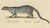 Brodtmann, Egyptian Mongoose, Genet & Civet, 1816, Lithograph For Sale - Image 4 of 9