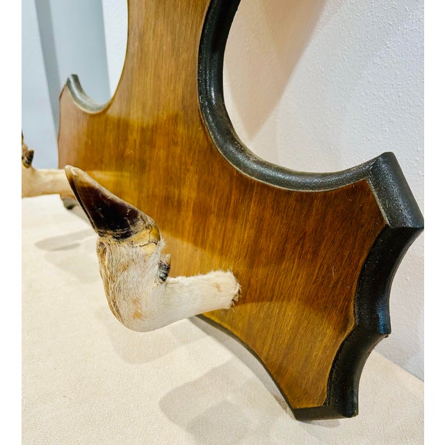 Vintage Deer Mount With Hoof Rack For Sale - Image 9 of 9