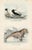Original hand-colored mammal lithograph from a natural history folio that depicted "animals in their way of life."...