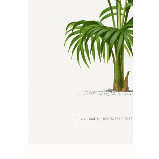 Green Vintage Palm Botanical Study, Art Print Reproduction, 16" X 24" For Sale - Image 8 of 9