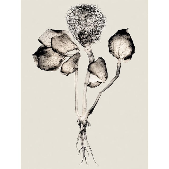 Set of 8 — “Flowers” Black & White Botanical Photography Prints | Unframed For Sale - Image 4 of 10