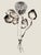 Set of 8 — “Flowers” Black & White Botanical Photography Prints | Unframed For Sale - Image 4 of 10