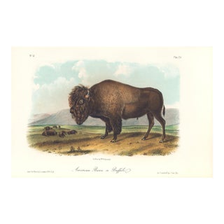 1851 Audubon Quadruped Octavo Lithograph "Plate 56 American Bison or Buffalo" For Sale