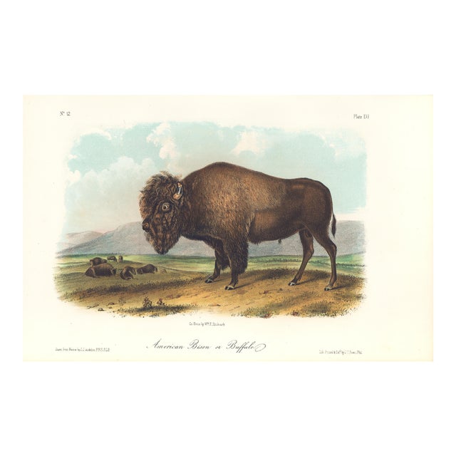 1851 Audubon Quadruped Octavo Lithograph "Plate 56 American Bison or Buffalo" For Sale