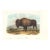 1851 Audubon Quadruped Octavo Lithograph "Plate 56 American Bison or Buffalo" For Sale